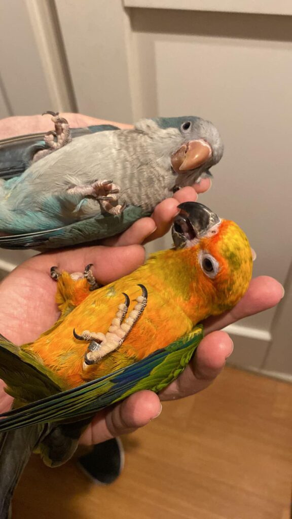 クリスマスセール☆インコ編【中型インコ・大型インコ販売