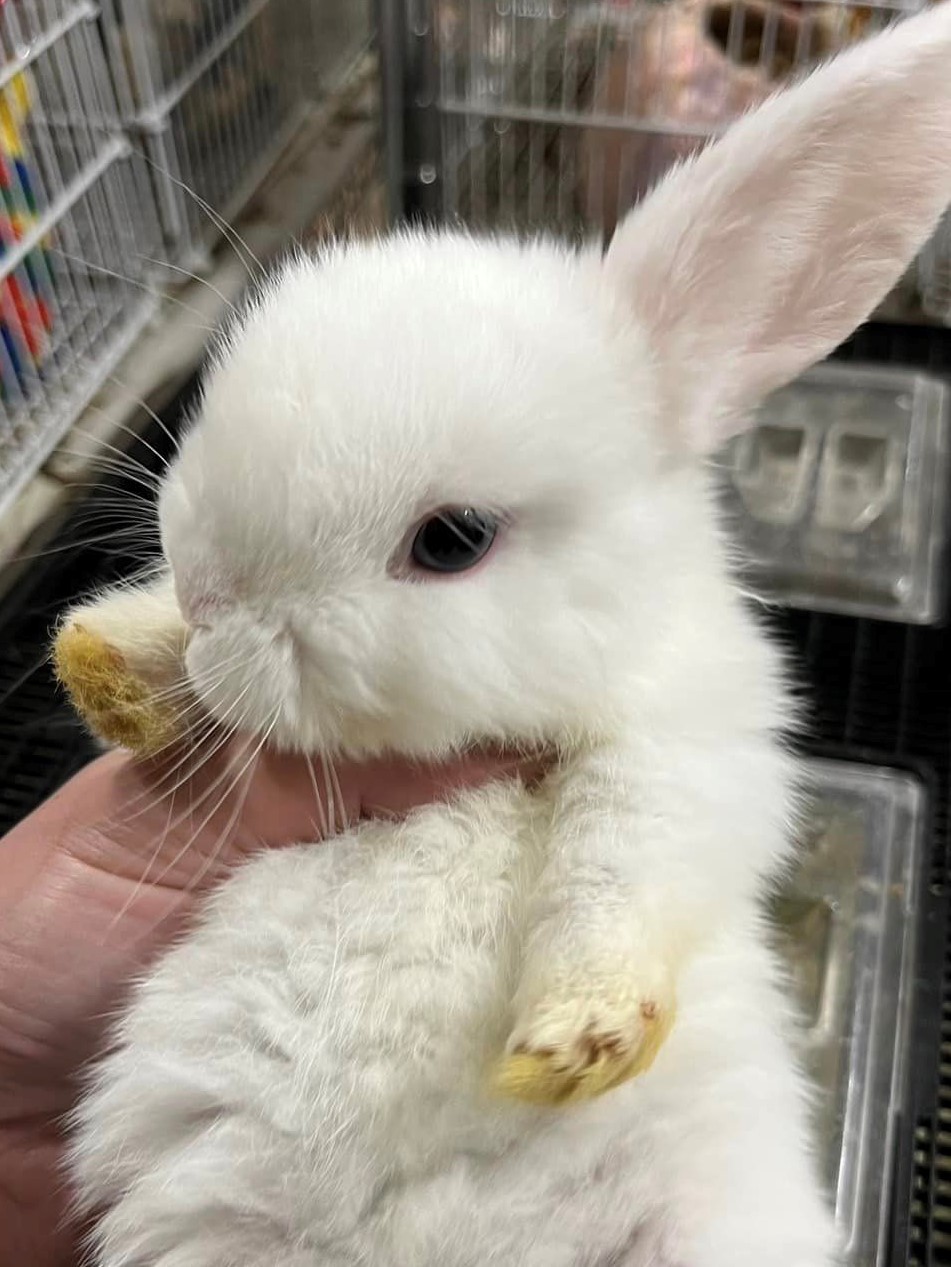 うさぎどしだよ！全員集合～♪うさぎ入荷しました。 | 広島初の