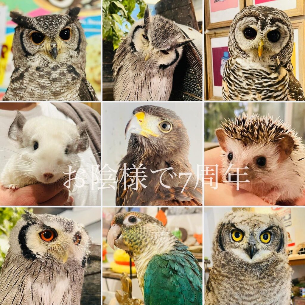 ありがとう☆7周年記念セール【フクロウ販売】