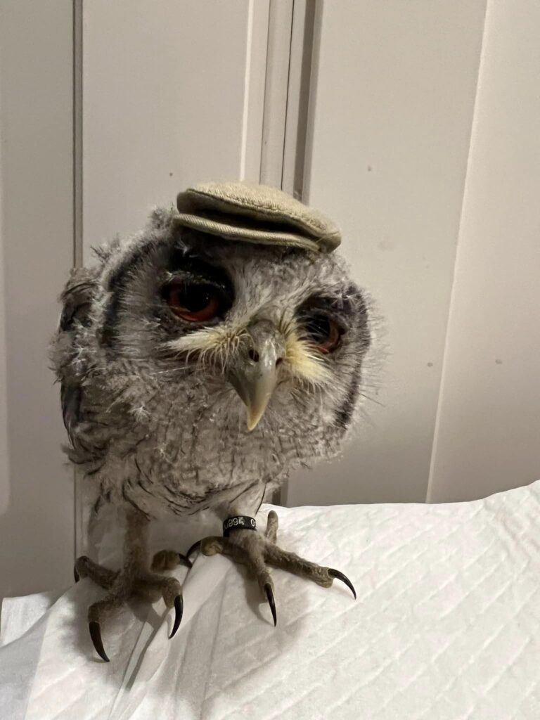 アフリカオオコノハズク雛・販売中☆お渡し時になりました♥