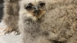 アメリカワシミミズクホワイト☆国内ブリード雛販売中 | 広島初