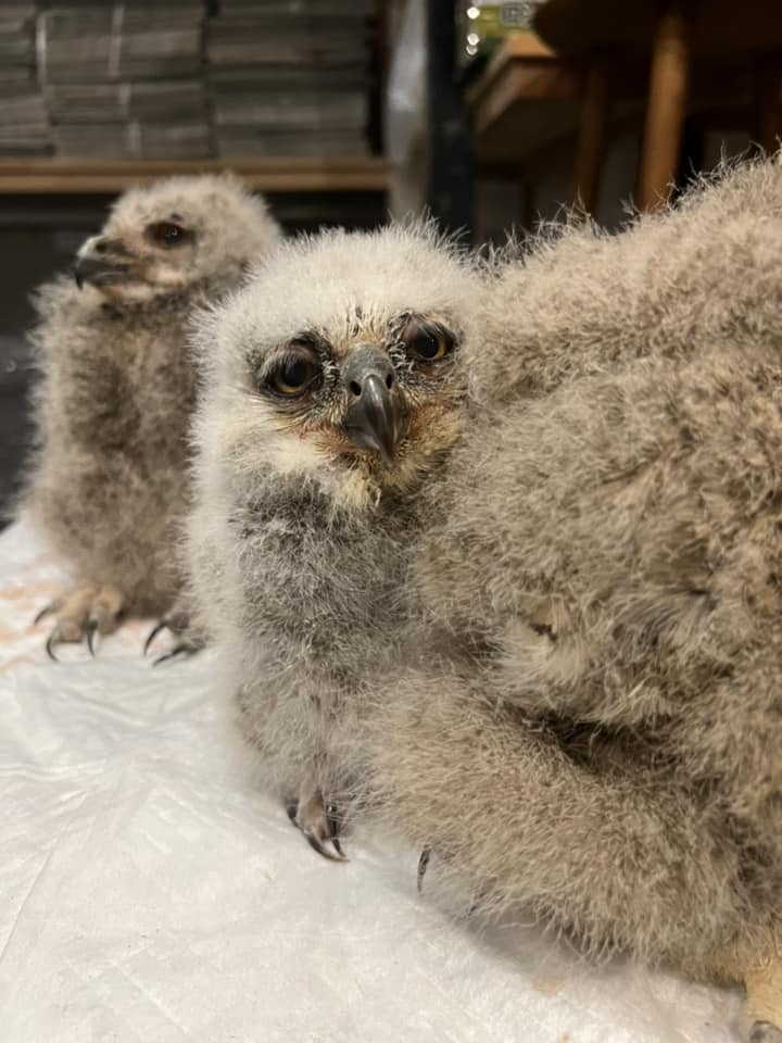 アメリカワシミミズクホワイト☆国内ブリード雛販売中 | 広島初