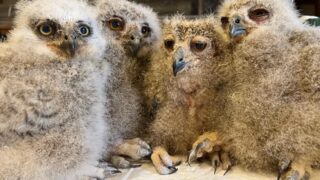 ♥️♥️珍しい！小さなフクロウ③ 341352870_240271281894444_3375