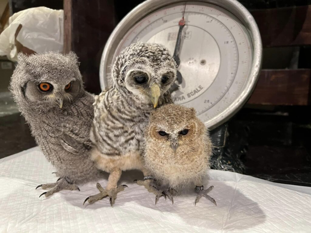 猛禽類の早割第2弾＆GW大特価、絶賛開催中！ | 広島初のフクロウ