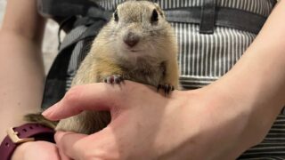 2023年リチャードソンジリス入荷しました！ | 広島初のフクロウ