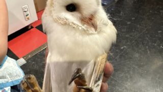 猛禽類☆チラシ掲載記念特価、絶賛開催中！Part.1 | 広島初のフクロウ