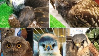 猛禽類☆入荷しました！【早割大特価】9月末まで | 広島初のフクロウ