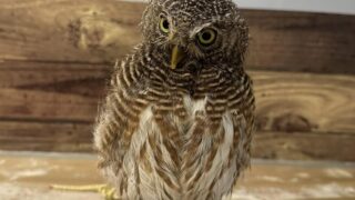 販売中のフクロウ紹介☆小型フクロウ・小型ハヤブサ編 | 広島初の