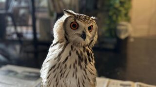 412425109_3295305053946761_781