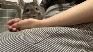 お子様にも！シンプルなチンチラのティペット　百貨店購入　未使用 チンチラ販売情報☆ベビー入荷_2023年12月21日 | 広島初のフクロウ