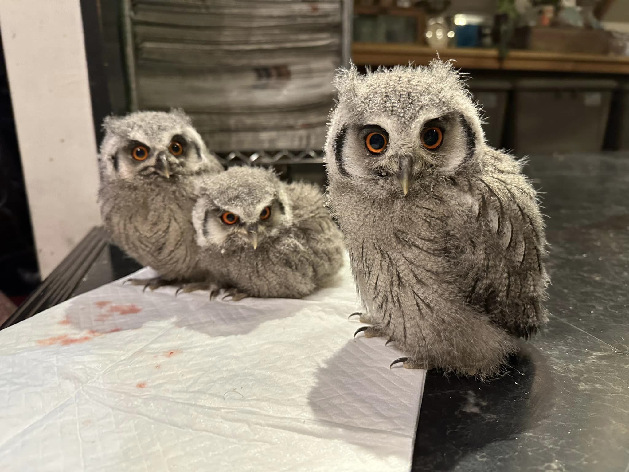 フクロウ販売】アフリカオオコノハズク雛☆入荷_2024年3月22日 | 広島 フクロウ販売】アフリカオオコノハズク雛☆入荷_2024年3月22日 | 広島
