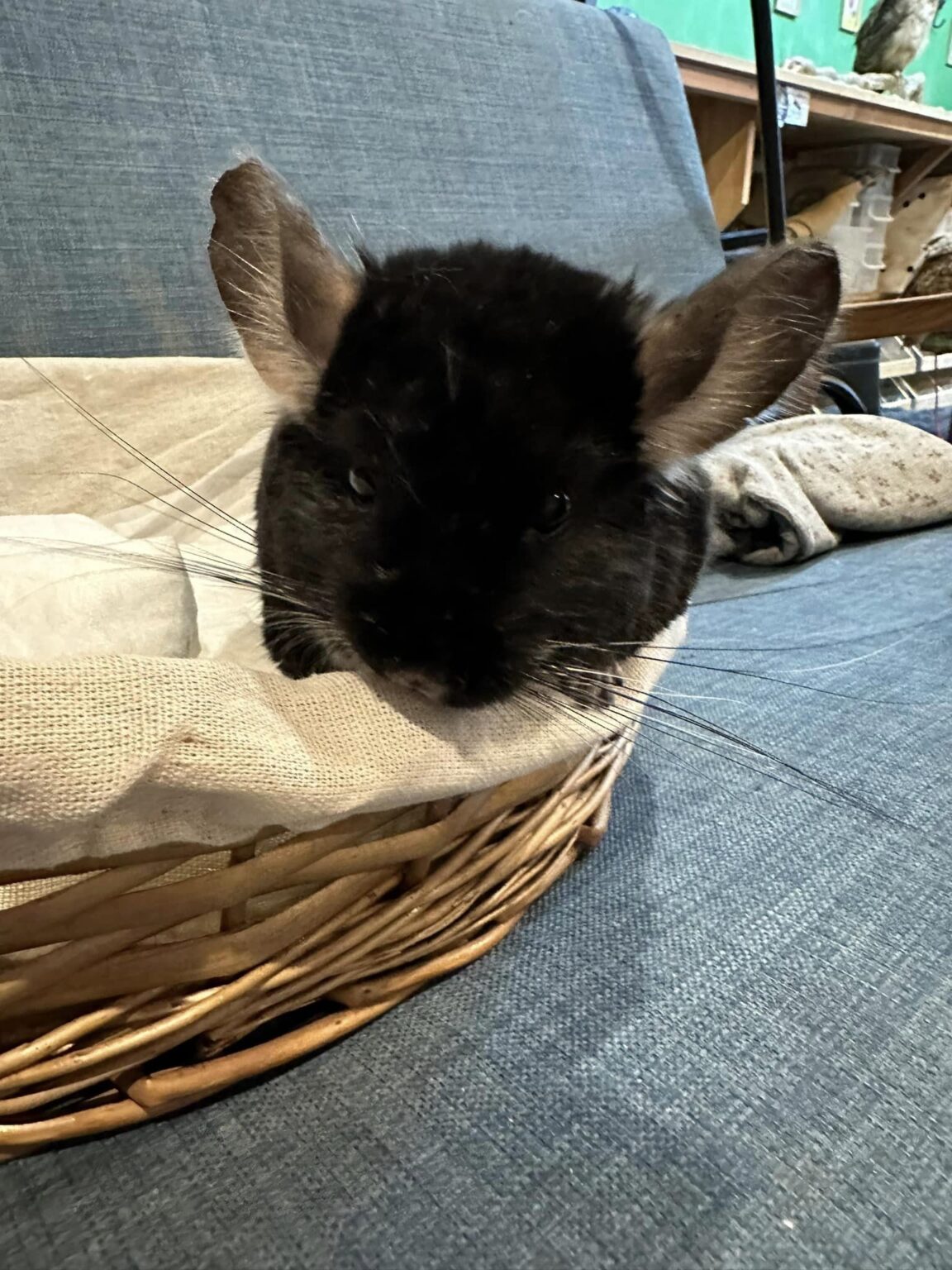 ※チンチラさん専用※ チンチラ飼育セット