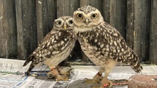 453489410_3474867492657182_569