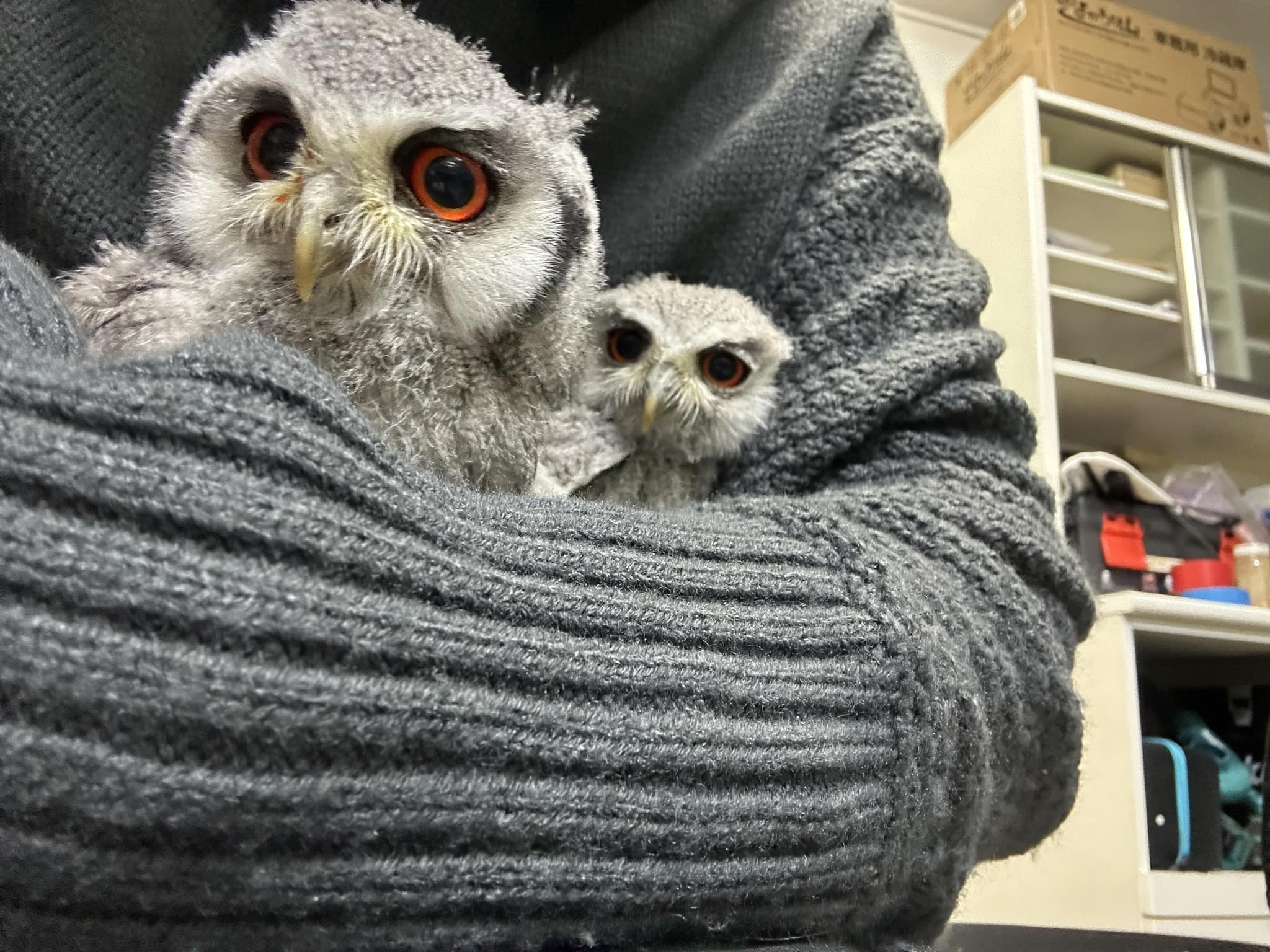 フクロウ販売】アフリカオオコノハズク雛入荷_2025年1月7日 | 広島初の