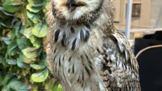 フクロウ販売】ホワイトベンガル中雛入荷_2025年2月4日 | 広島初