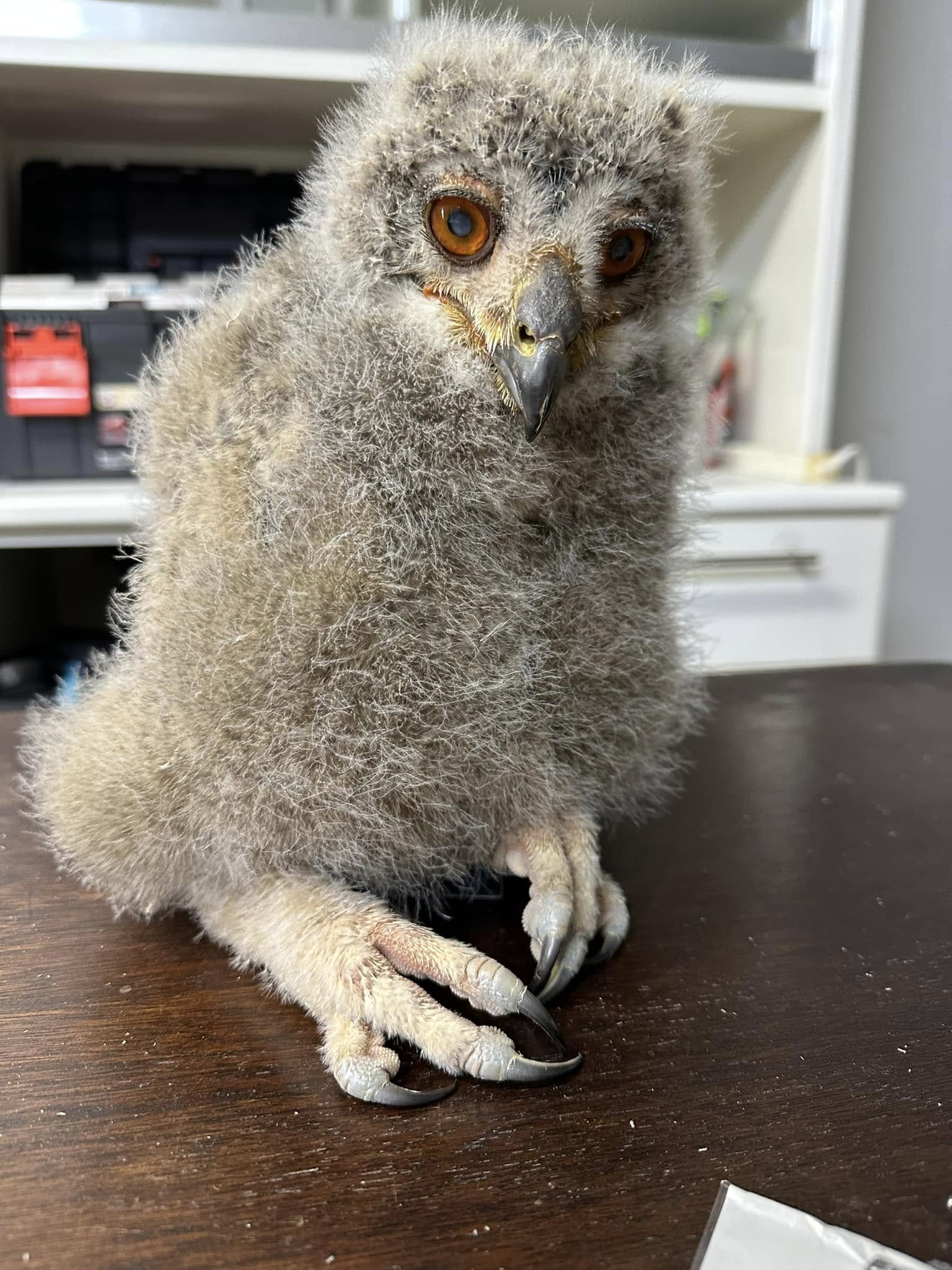 フクロウ雛販売】ユーラシアワシミミズク雛☆早割大特価 – 広島初の