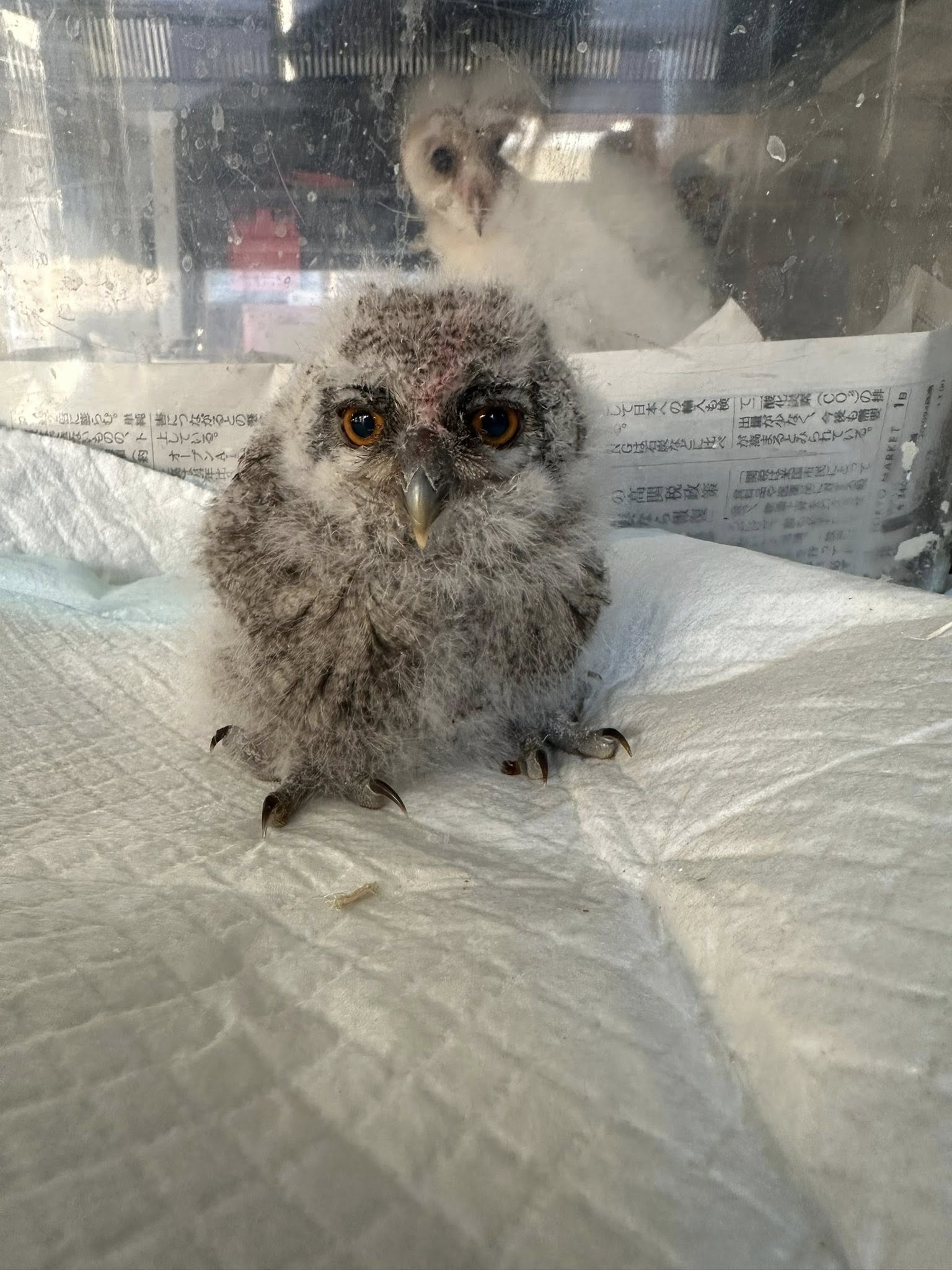 フクロウ雛販売】アフリカオオコノハズク雛入荷_2025年4月10日 | 広島