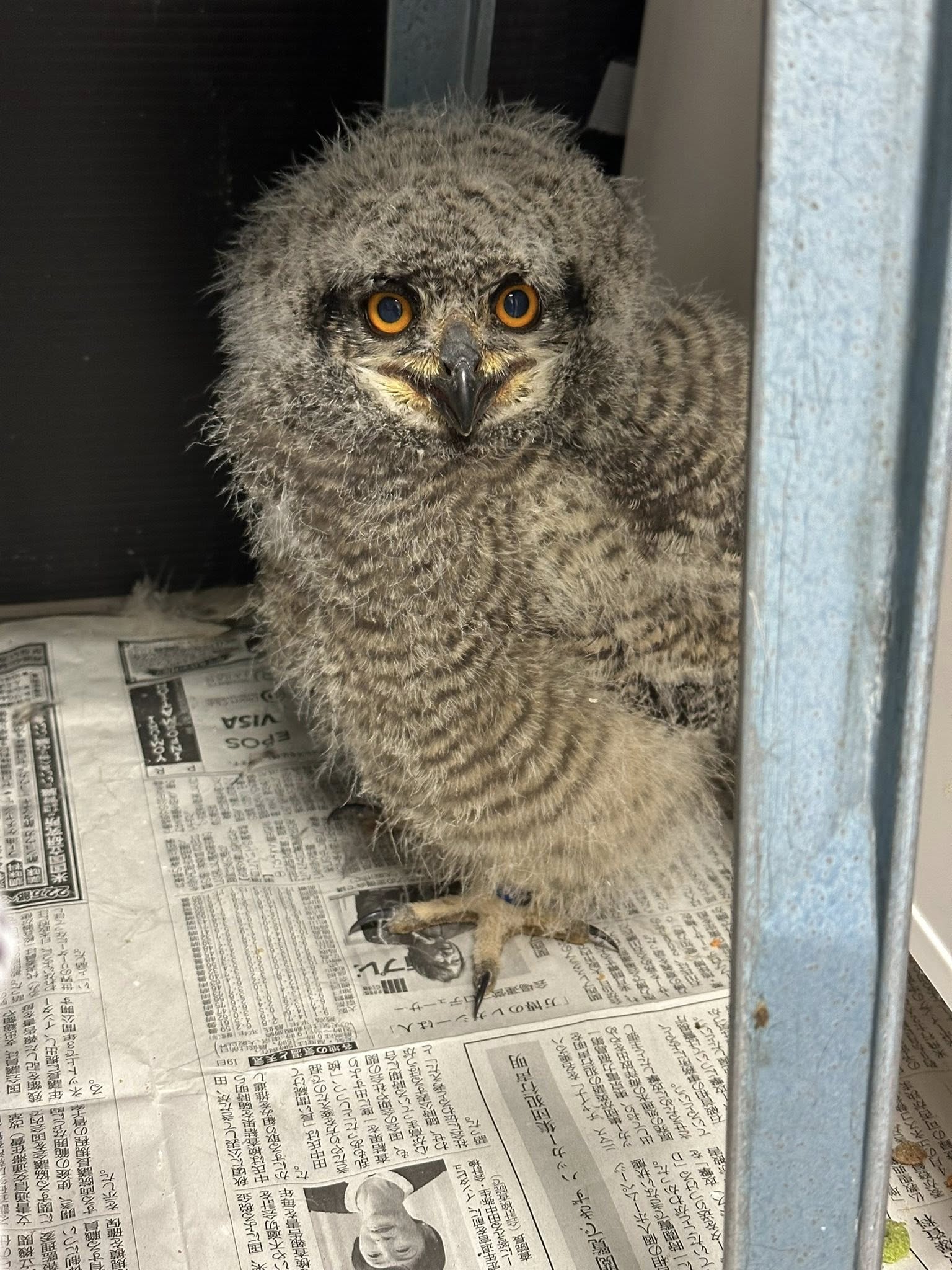 フクロウ雛販売】アフリカワシミミズク入荷_2025年4月21日 | 広島初の