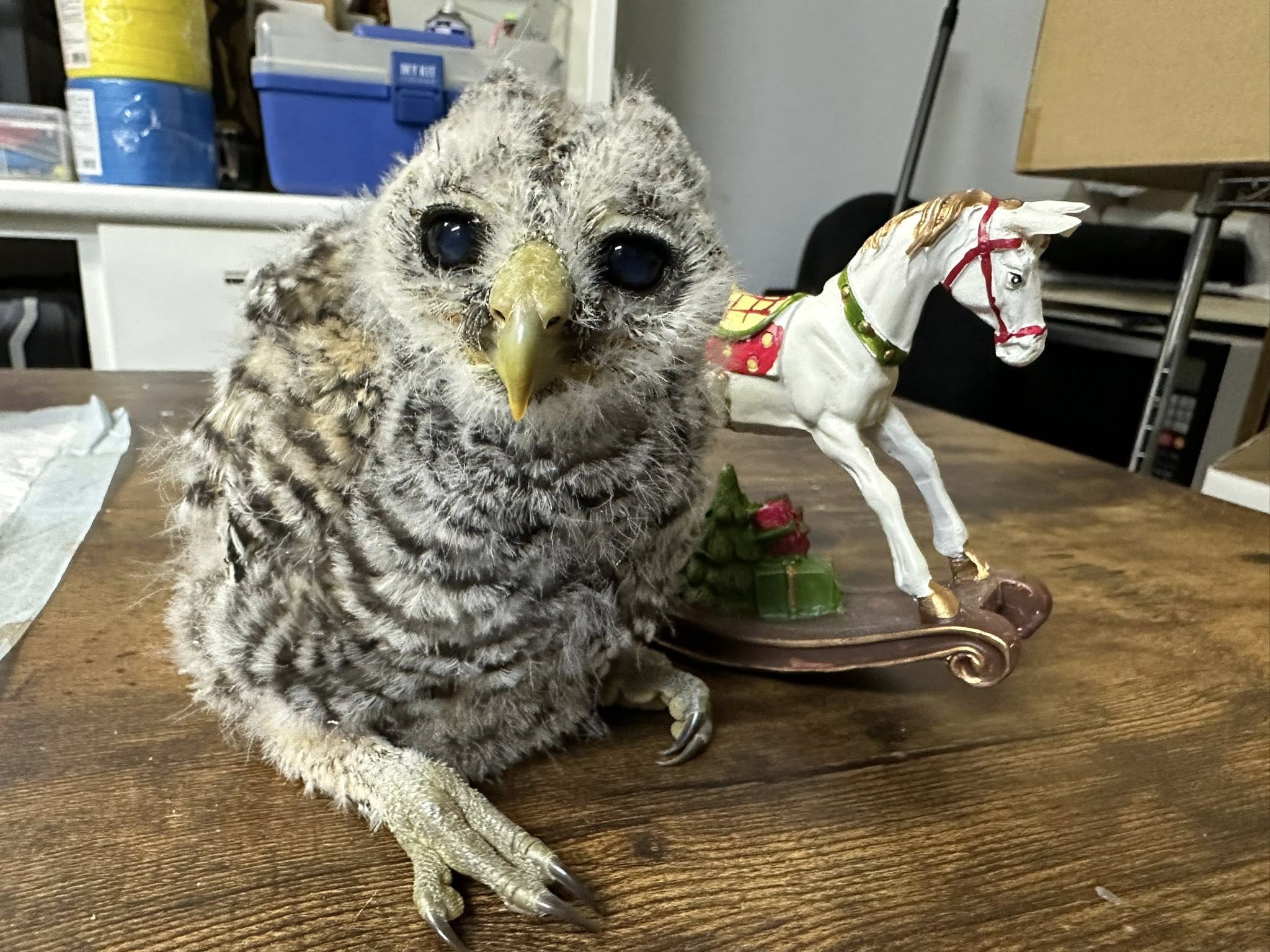 フクロウ雛販売】チャコモリフクロウ（アカアシモリフクロウ）入荷_