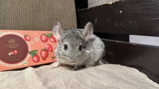 チンチラステップ、ソリ、お店　約37000円 チンチラステップ、ソリ、お店 小動物用品