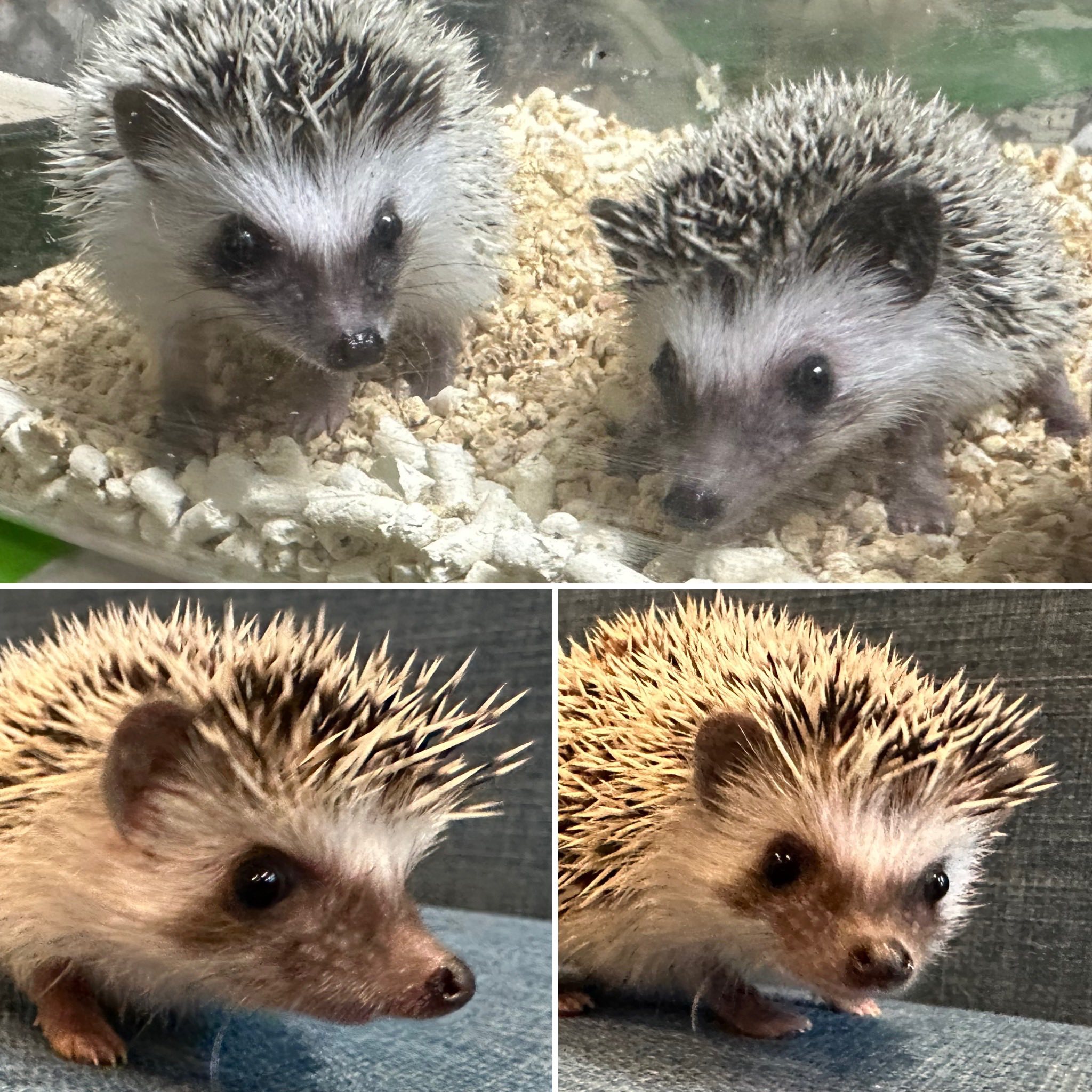 小動物の販売