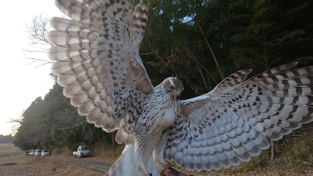 鷹狩、ハヤブサハンティング。 | 飼い方・トレーニング | 広島初の