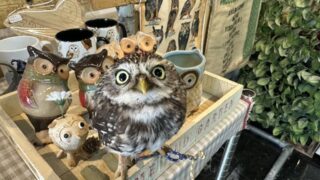 フクロウ販売】コキンメフクロウ早割大特価実施中_2025年8月27日