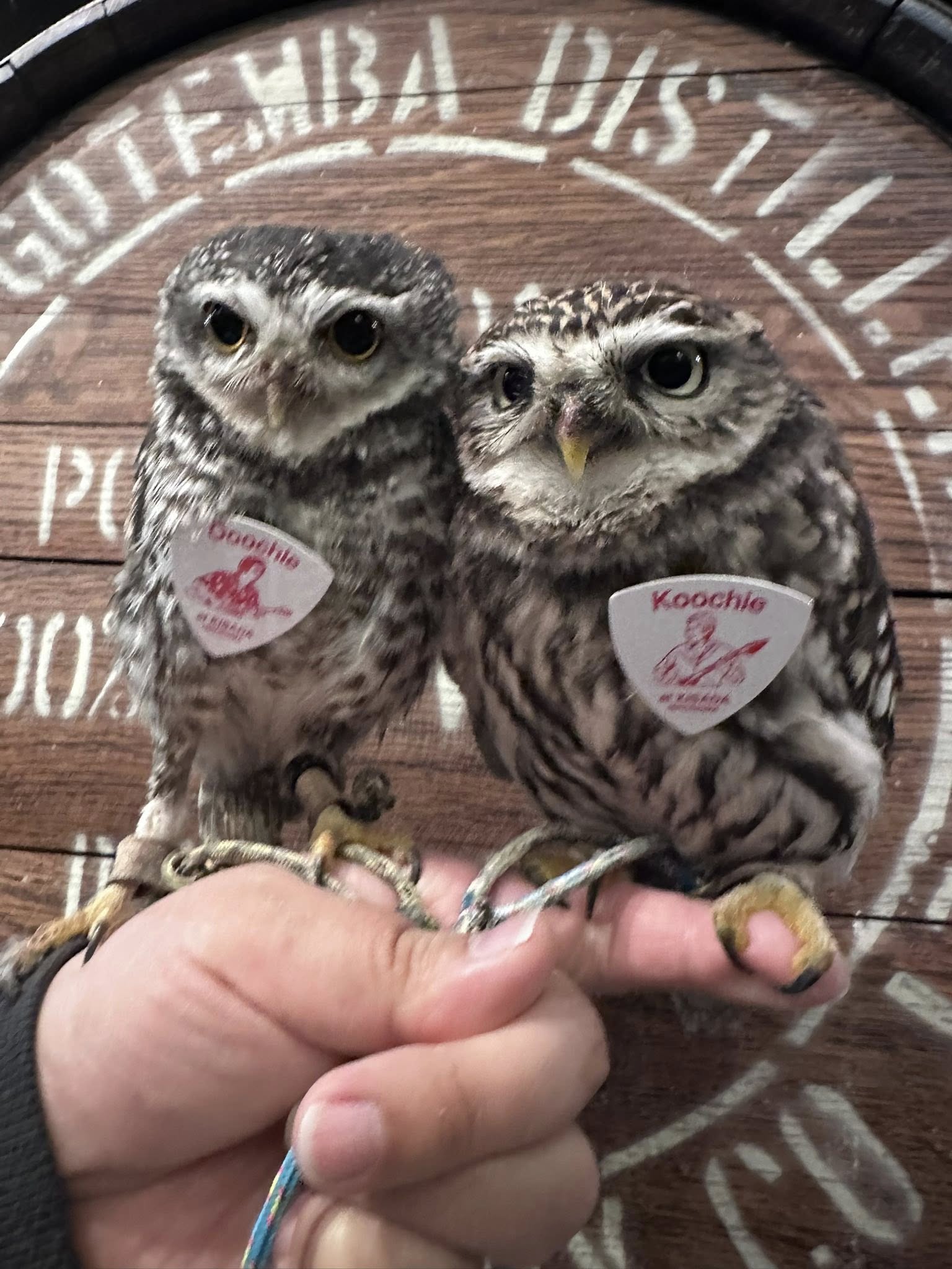 2025年 | 広島初のフクロウカフェ オウルドベース