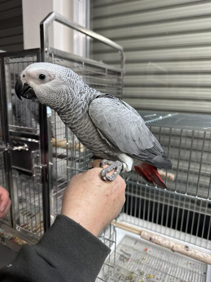 ヨウム