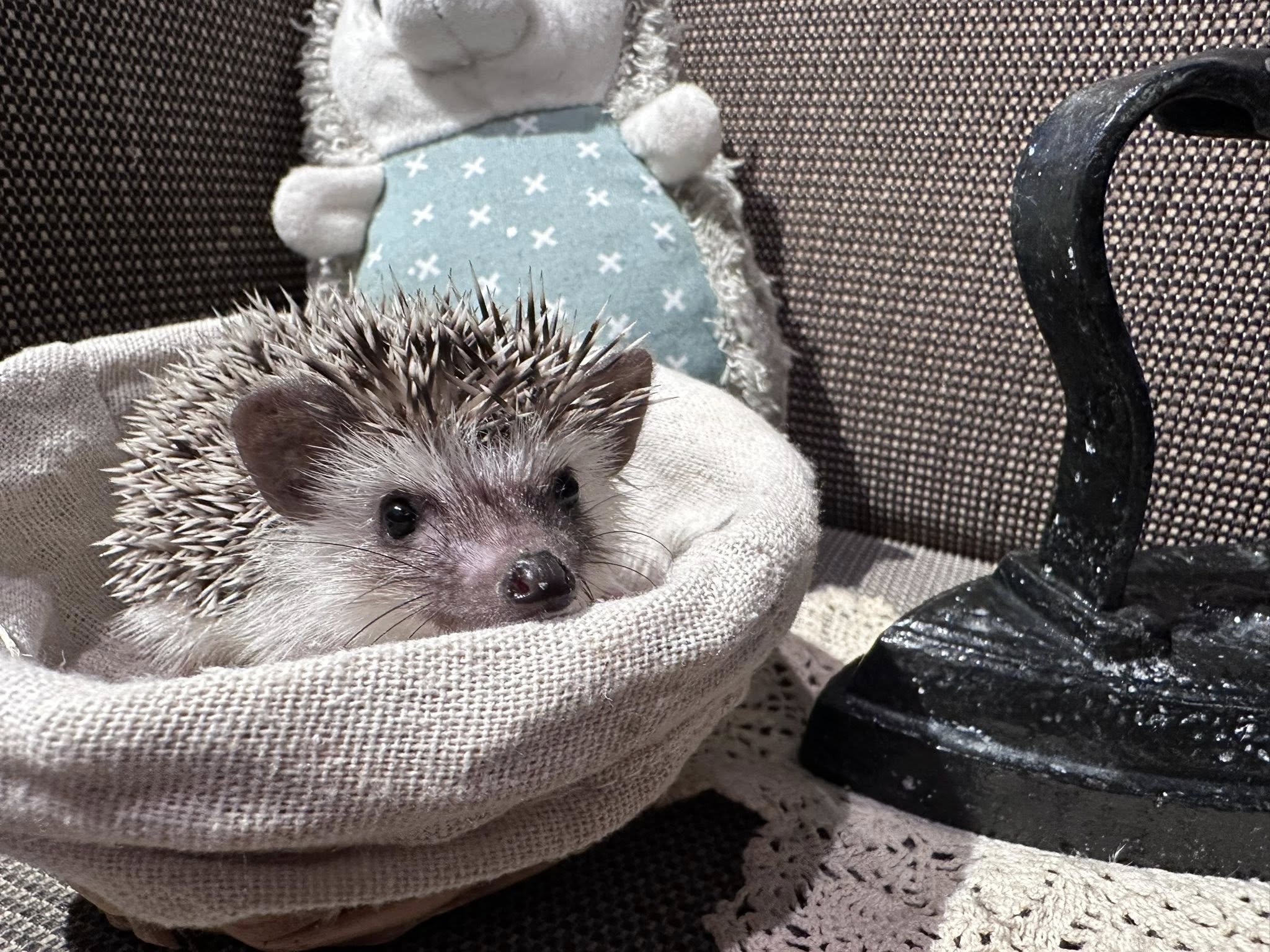 【ハリネズミ販売】ハリネズミベビー入荷