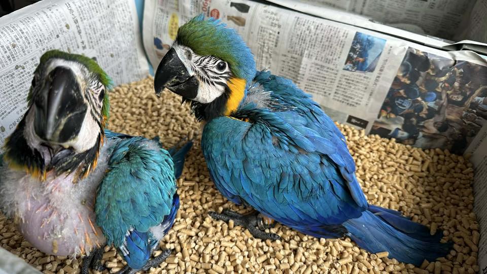 ルリコンゴウインコ雄 雛