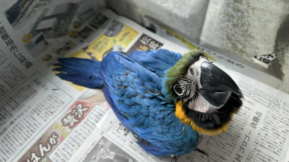 ルリコンゴウインコ雄 雛