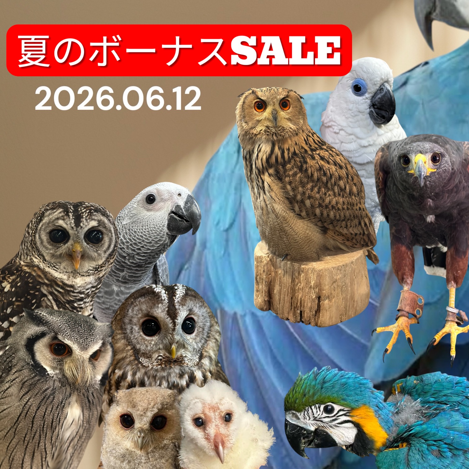夏のボーナスセールのご案内
