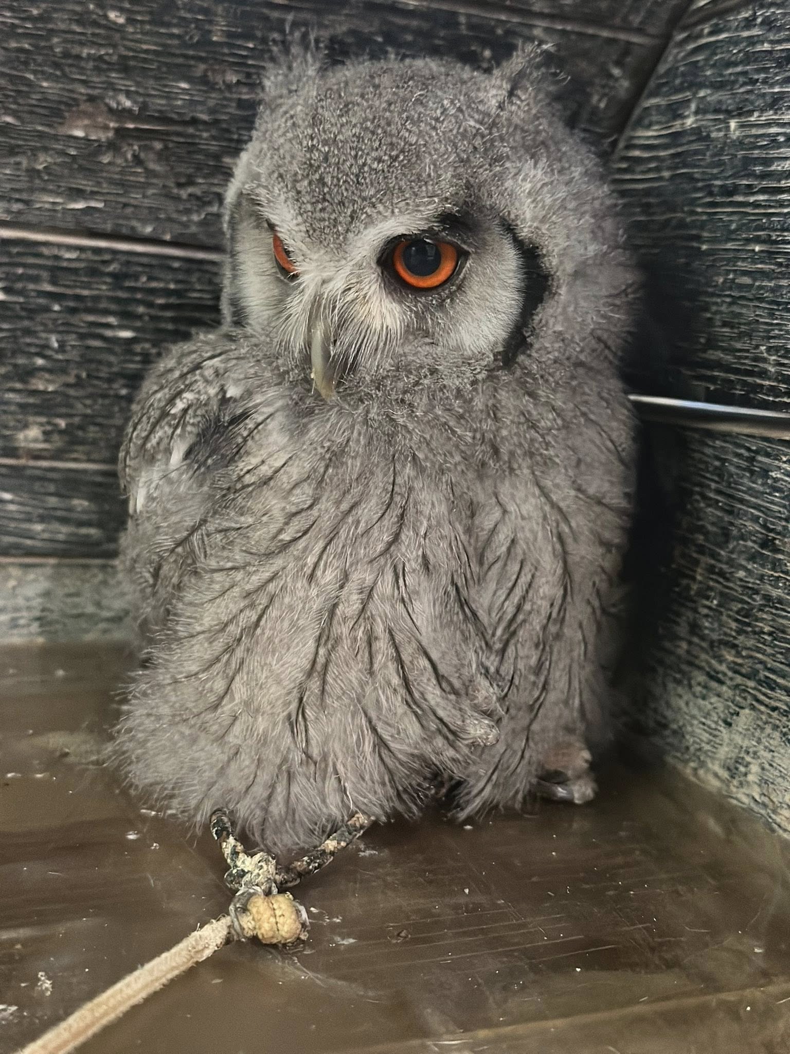アフリカオオコノハズク中雛