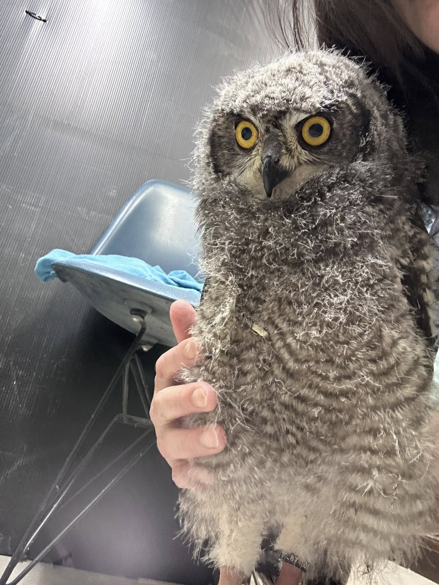 アフリカワシミミズク中雛