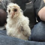 メンフクロウ雛