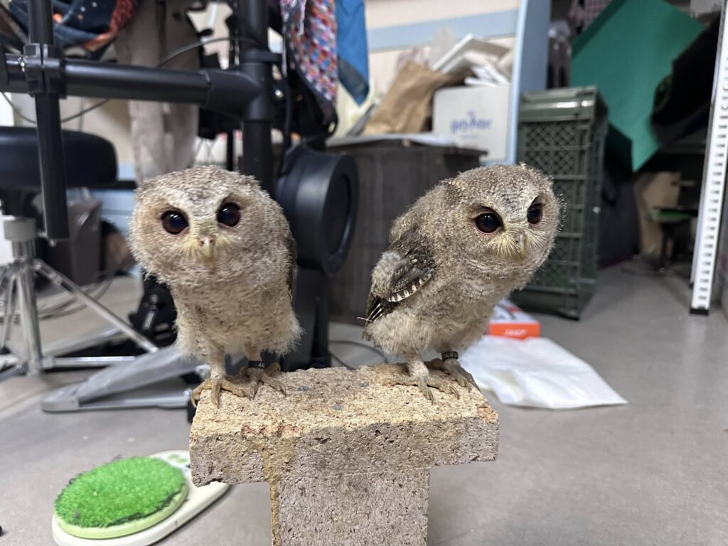 インディアンスコップオウル
