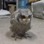アフリカオオコノハズク雛