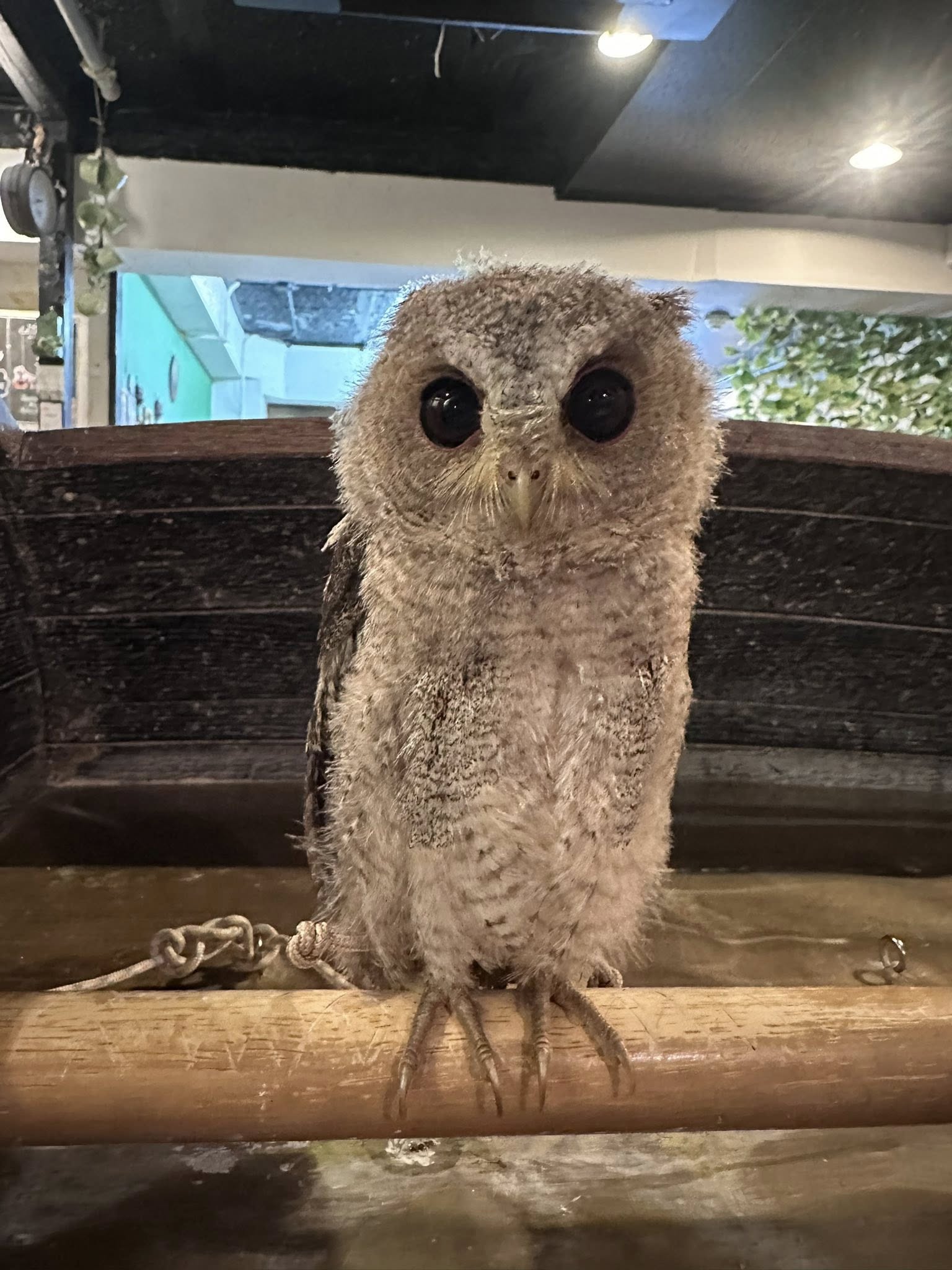 インディアンスコップオウル（左）雛