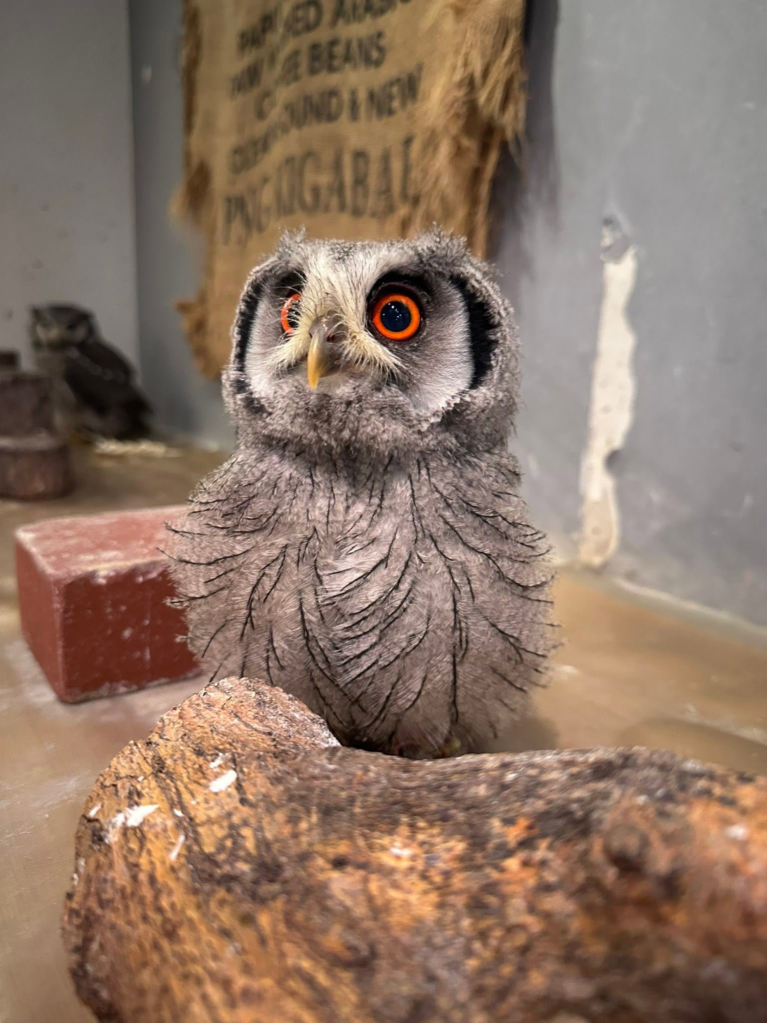 アフリカオオコノハズク雛