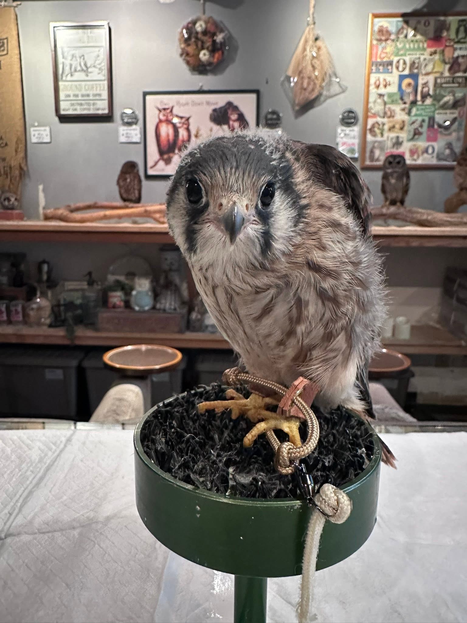 アメリカチョウゲンボウ雛