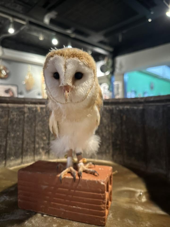 メンフクロウ雛