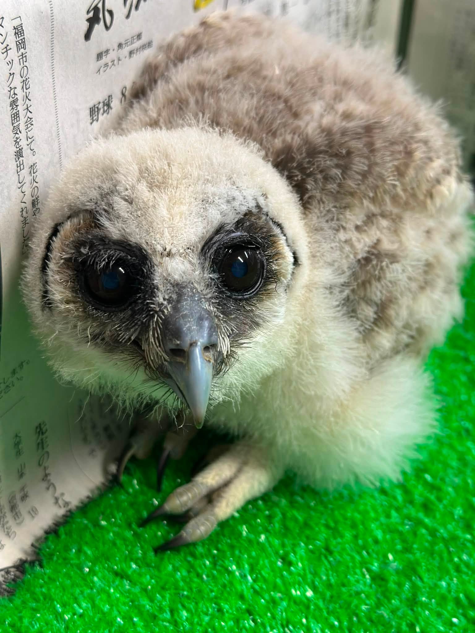 オオフクロウ雛