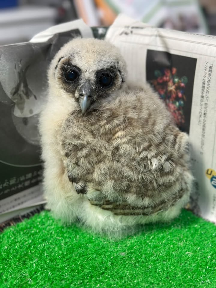 【サマーセール第二弾】オオフクロウ雛販売