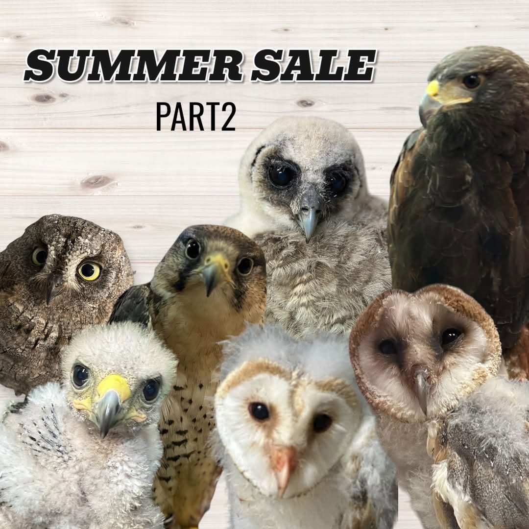 【猛禽類販売】夏のボーナスSALE☆第２弾！