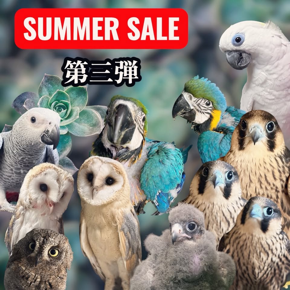 【猛禽類・大型インコ販売】SUMMER SALE☆第三弾！