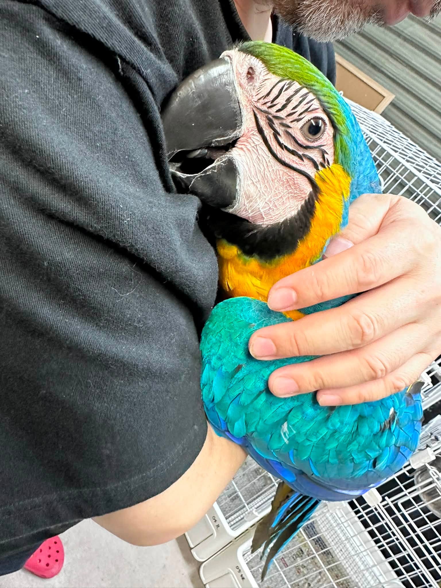 【大型インコ販売】陽気でひとなつこいルリコンゴウインコ