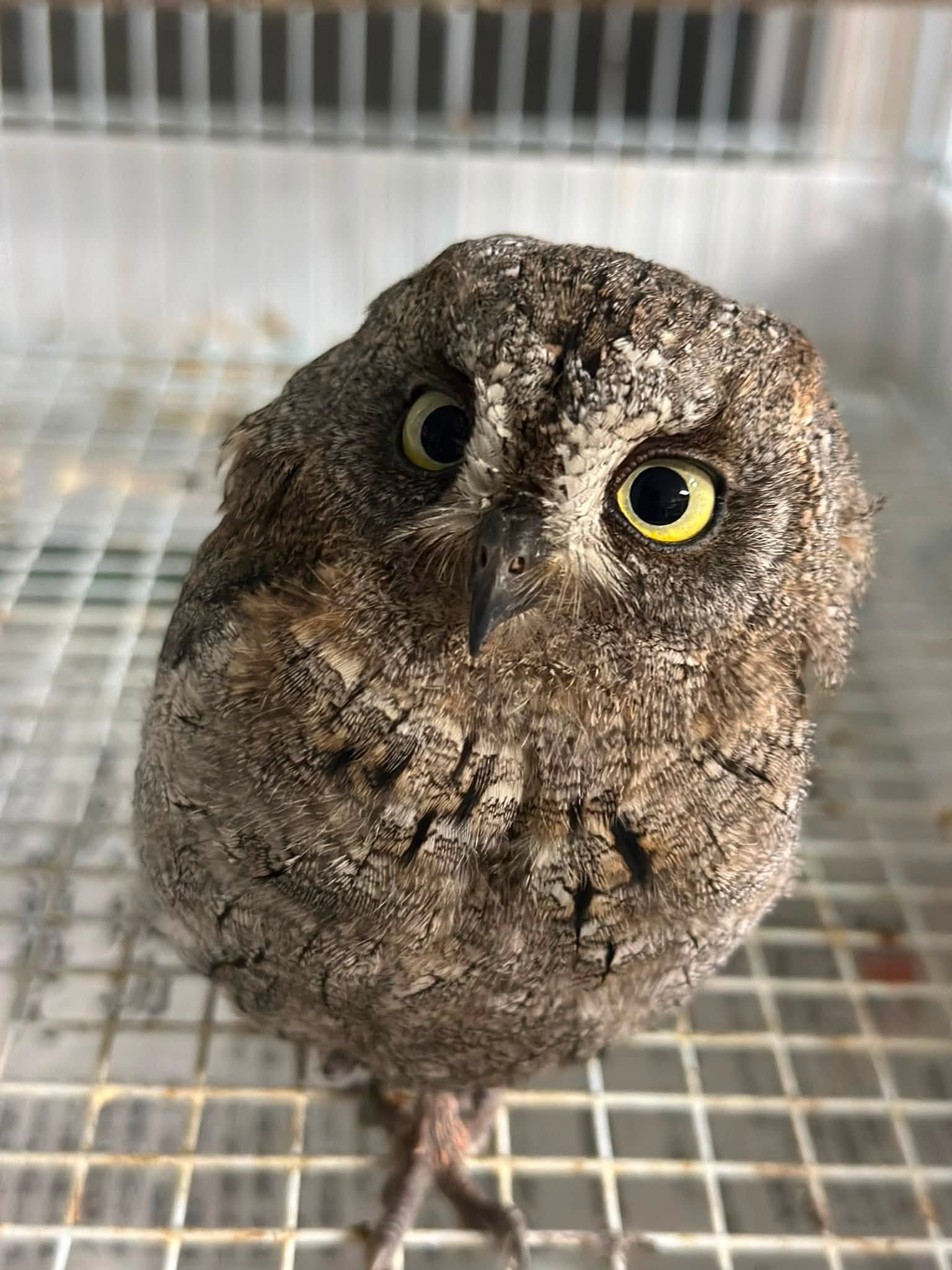 【フクロウ販売】てのひらサイズの小さなフクロウ☆ヨーロッパコノハズク
