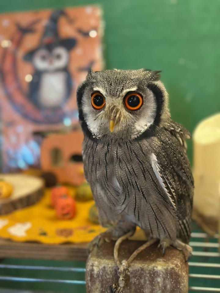 【フクロウ販売】はじめてでも飼いやすいアフリカオオコノハズク