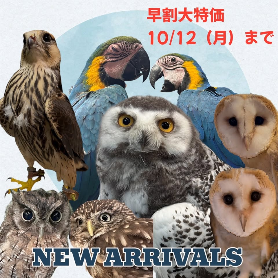 【猛禽類販売】新入荷☆フクロウ・隼早割大特価